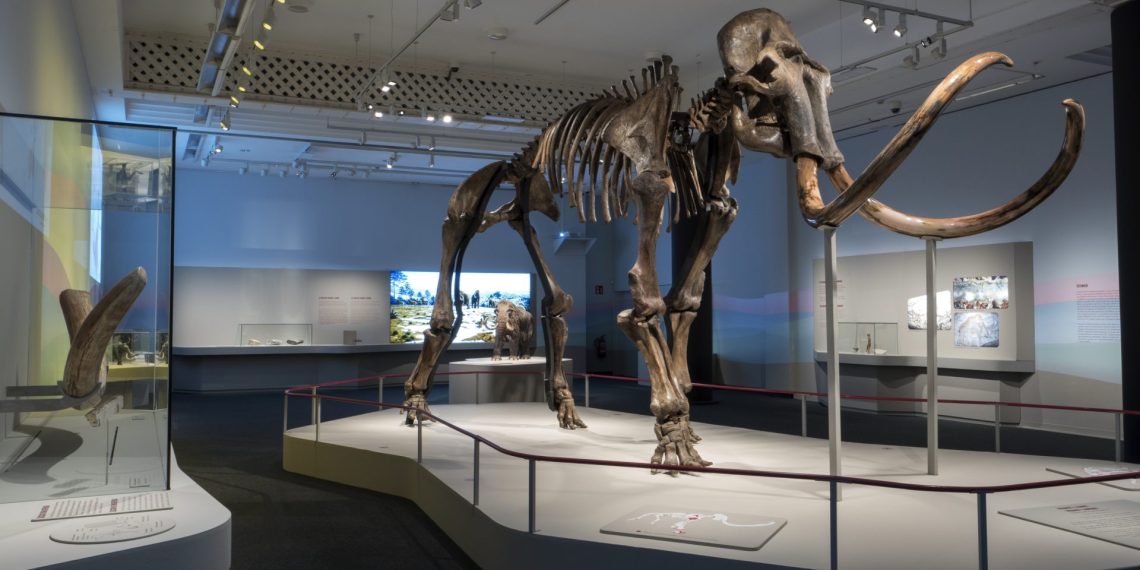 Esqueleto del impresionante mamut siberiano que protagoniza la exposición. © Fundación "la Caixa"