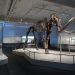 Esqueleto del impresionante mamut siberiano que protagoniza la exposición. © Fundación "la Caixa"