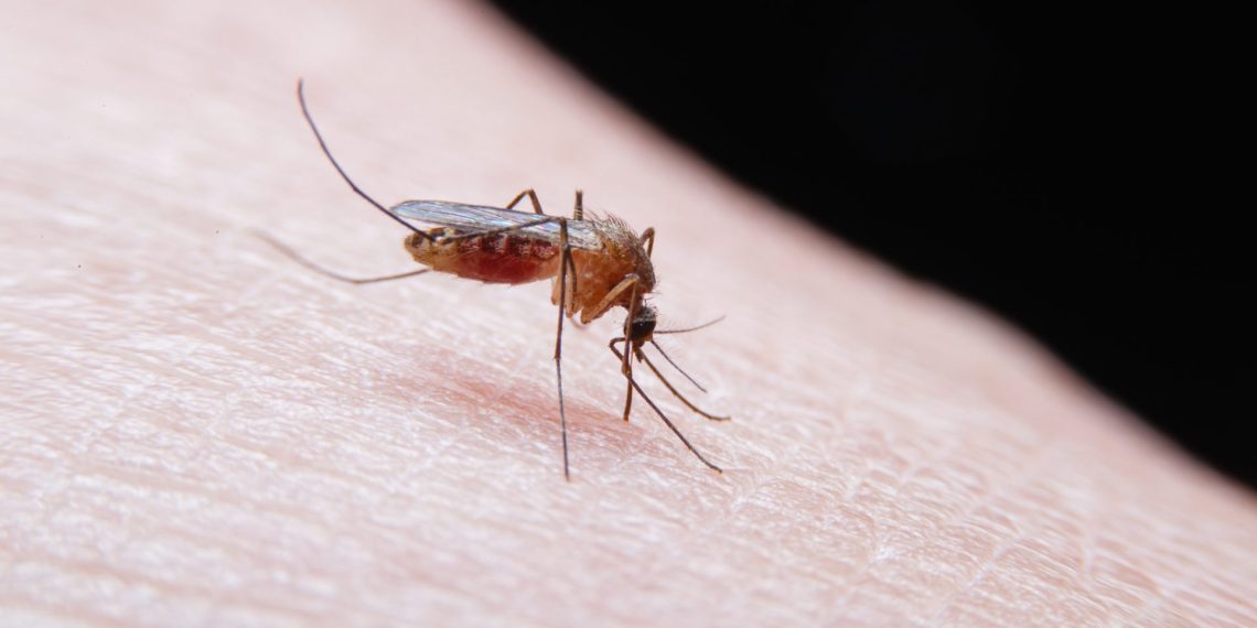 La malaria se contagia a través de la picadura de un mosquito Anopheles infectatdo. © Shutterstock