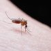 La malaria se contagia a través de la picadura de un mosquito Anopheles infectatdo. © Shutterstock