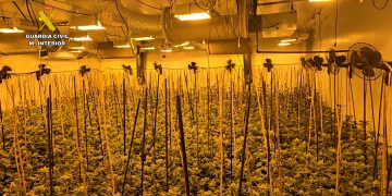 Imagen de archivo de un cultivo de Marihuana indoor. Foto: Guardia Civil