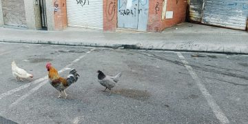 Gallos y gallinas en una calle de Lleida (foto del 13-1-25)