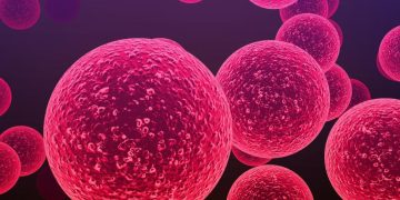 Bacterias del género Streptococcus responsables de la meningitis y otras enfermedades infecciosas graves.© Shutterstock / Cinefootage Visuals