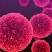 Bacterias del género Streptococcus responsables de la meningitis y otras enfermedades infecciosas graves.© Shutterstock / Cinefootage Visuals