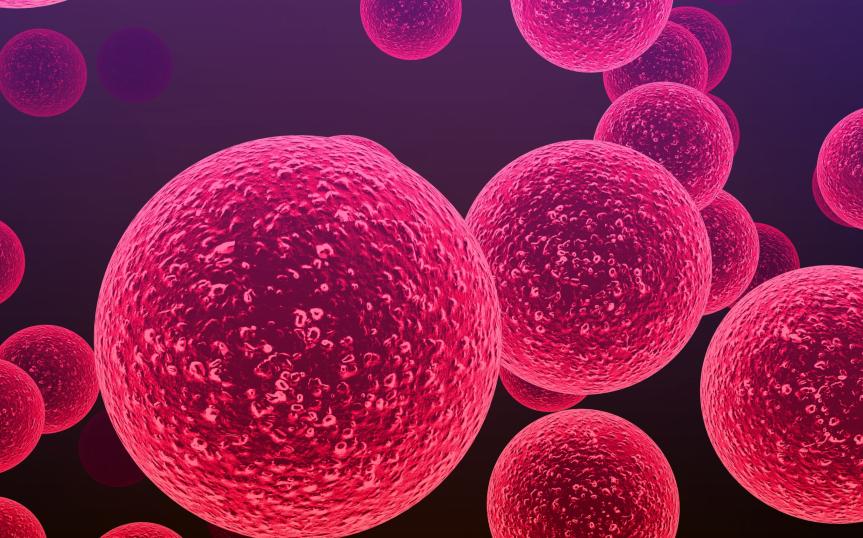 Bacterias del género Streptococcus responsables de la meningitis y otras enfermedades infecciosas graves.© Shutterstock / Cinefootage Visuals