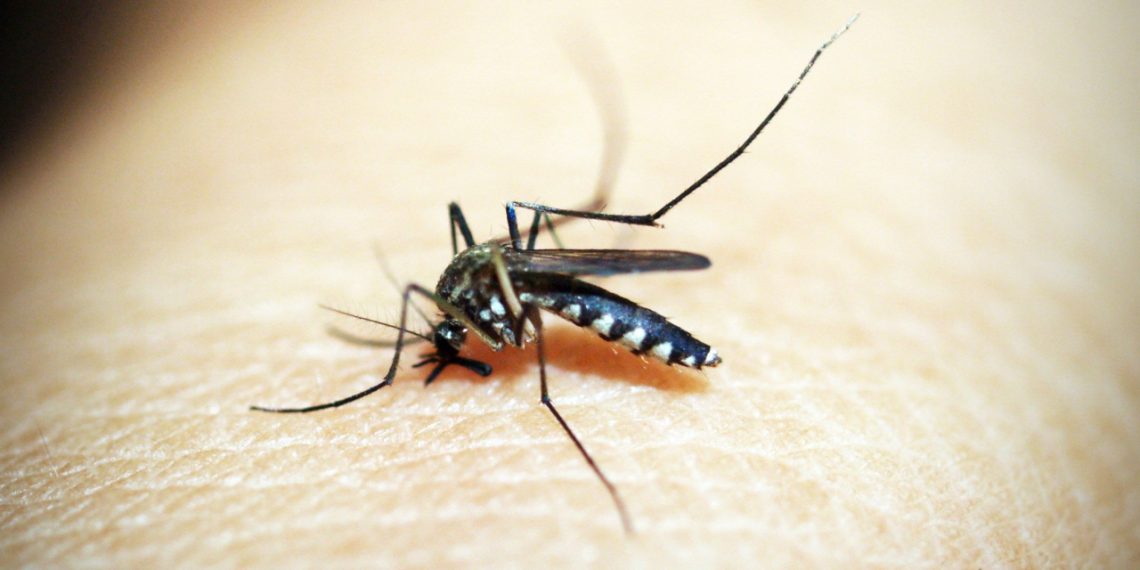 Picadura de mosquito.© Rewat Wannasuk. Pexels
