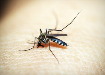 Picadura de mosquito.© Rewat Wannasuk. Pexels