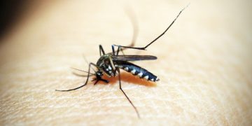Picadura de mosquito.© Rewat Wannasuk. Pexels
