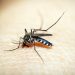 Picadura de mosquito.© Rewat Wannasuk. Pexels