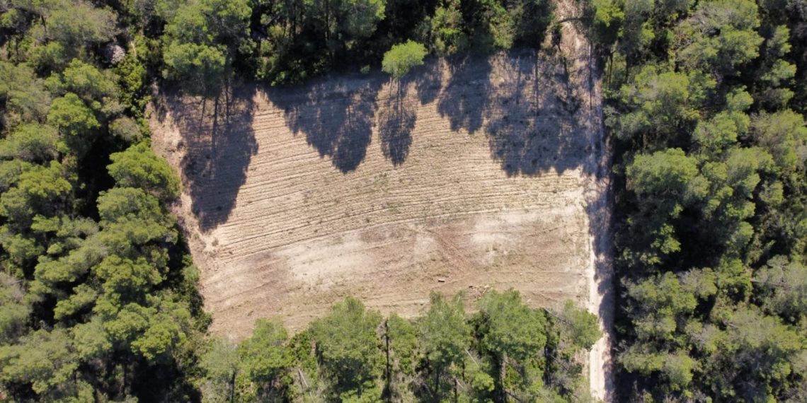 Un bancal recuperado a vista de dron. Foto: @AMUFOR