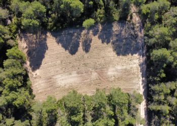 Un bancal recuperado a vista de dron. Foto: @AMUFOR