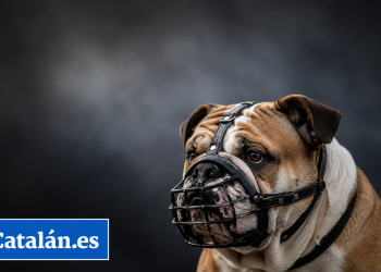 bulldog perro