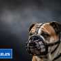 Los perros huelen el miedo